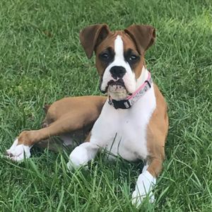 Meet your Posher, Amy